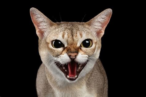 Here are some of the most frequent situations that can cause a cat screaming sound: Mating – Female cats in heat will yowl and scream to attract potential mates. This mating call can sound like a woman crying loudly. Territorial disputes – Cats are very territorial and will wail, shriek, and scream during encounters with rival cats.